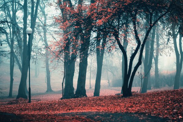 Lanternes dans le parc sur fond de feuillage restant