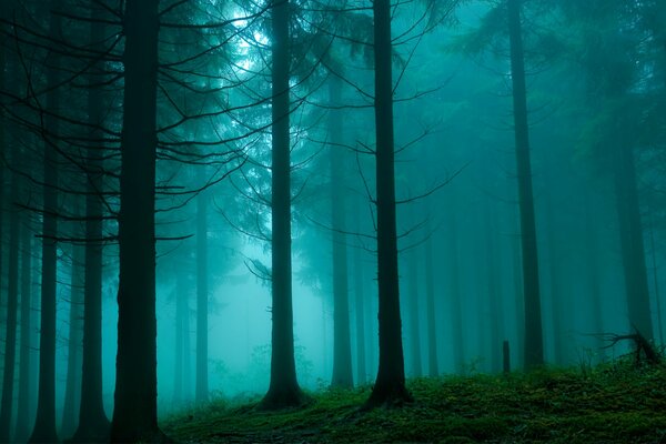 Natürliche Tapete mit Wald im Dunst