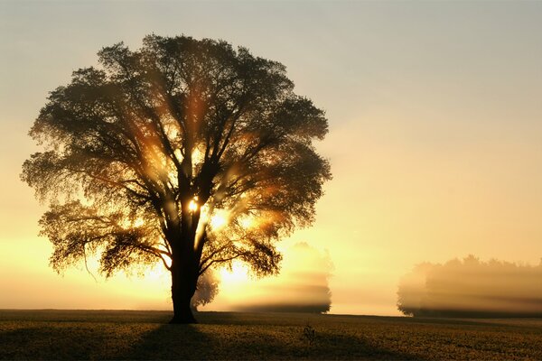 Dämmerung Nebel Feld Schönheit der Natur