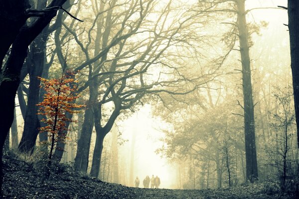 Nebliger Morgen im Herbst im Wald