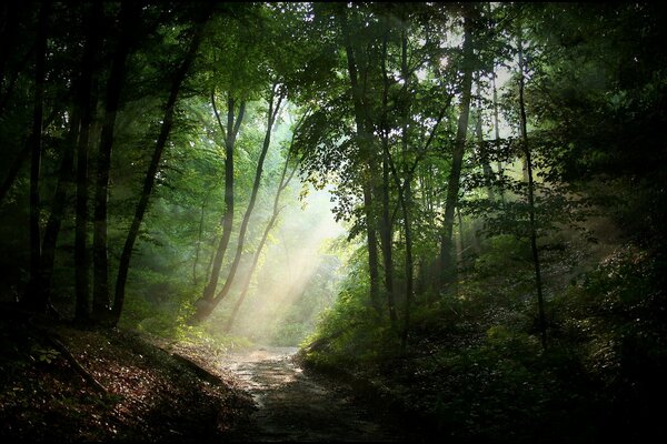 Sentier dans la forêt. Il y a du brouillard