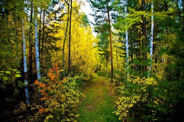 Sendero en el bosque de otoño. Hojas brillantes