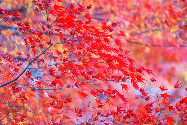 Foglie rosse luminose sull albero