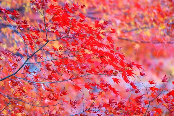 Czerwone jasne liście na drzewie