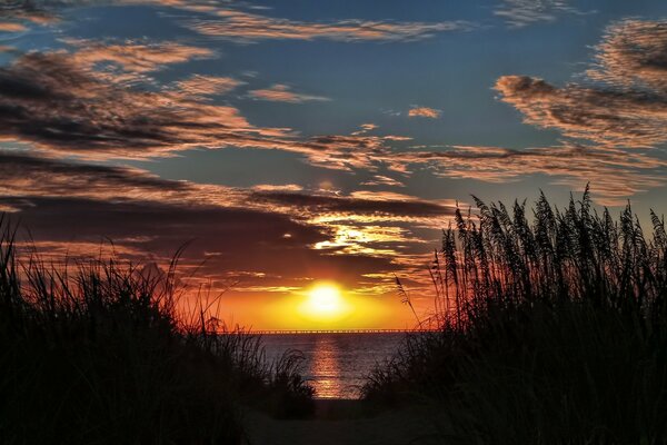 Canne vicino al fiume al tramonto