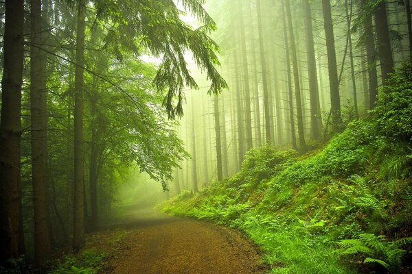 Naturaleza en el bosque con grandes árboles