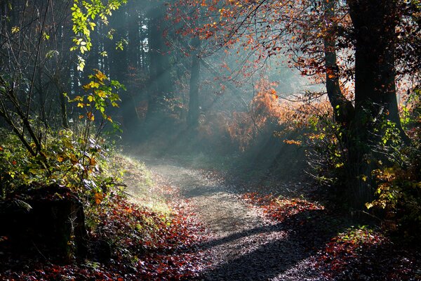 Morgenstrahlen im Herbstwald