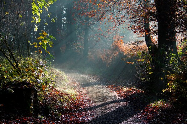Rayos de la mañana en el bosque de otoño