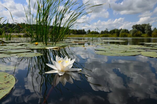 Eine weiße Lilie auf der Oberfläche des Teiches, in dem sich die Oberfläche des Teiches spiegelt