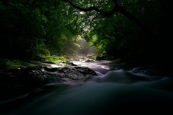 Forêt et rivière rapide à l aube