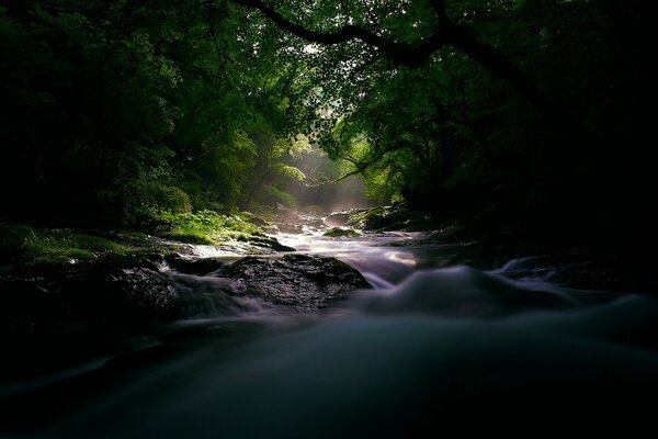 Лес и стремительная река на рассвете