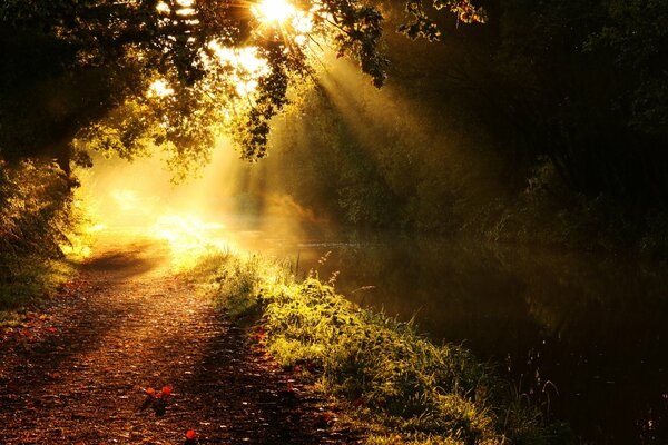 Lumière du soleil à travers les feuilles des arbres sur le sentier