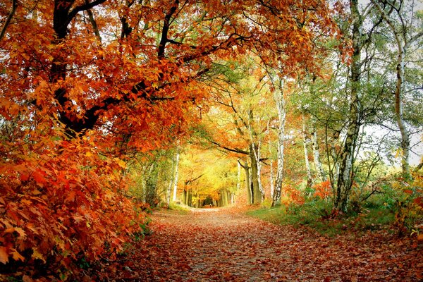 Der Weg in den Blättern in der Herbstallee