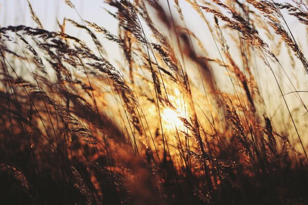 Coucher de soleil du soir herbe et soleil