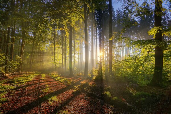 Die hellen Sonnenstrahlen brechen durch die Bäume