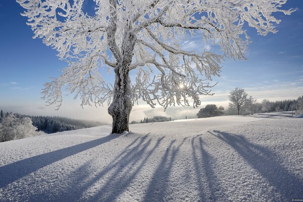 Ein mit Frost bedeckter Baum, umgeben von Schnee