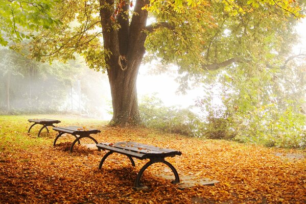 Miejsca do wypoczynku w parku jesiennym