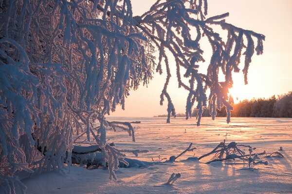 Las ramas cubiertas de nieve brillan fabulosamente al atardecer