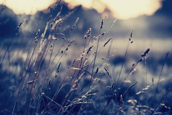 Briznas de hierba en la puesta del sol
