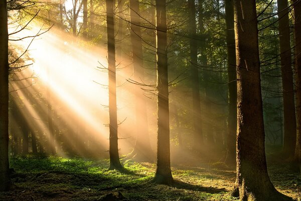 Image of trees in the forest against the background of the sun rays