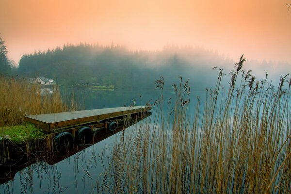 Fog on the river bank. Reeds