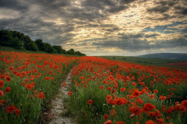 Feld der roten Mohnblumen im letzten Sonnenstrahl