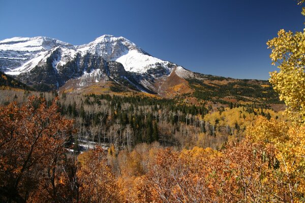 El follaje naranja del bosque contra las montañas cubiertas de nieve y el cielo azul