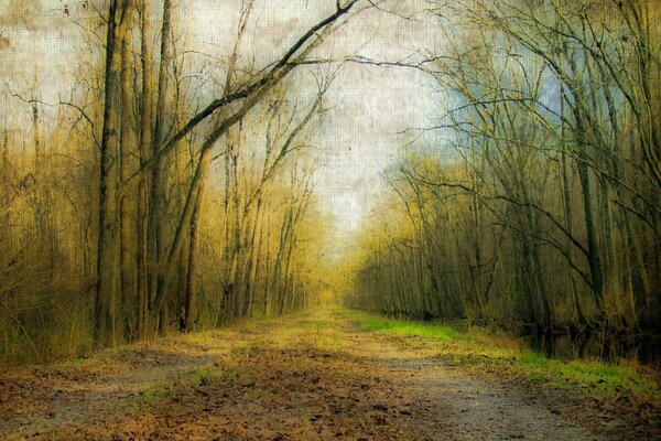 Picture of the autumn road to the forest