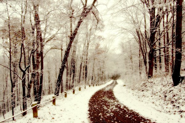 Un camino ligeramente nevado en el bosque de invierno