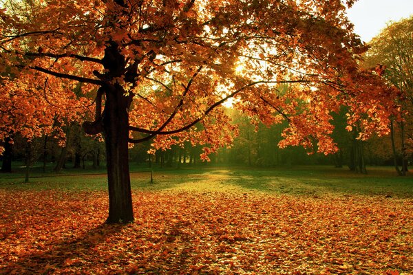 Красочный пейзаж с осенним деревом и опавшими листьями
