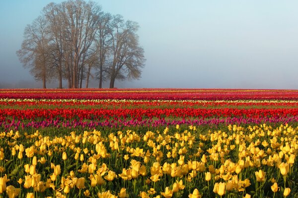 Spring , a field of colorful tulips