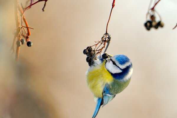 Uccello tit con piumaggio giallo-blu