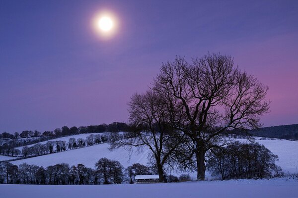 Trees on a winter hill with a purple sky