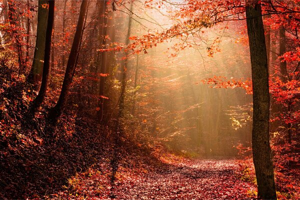 Foresta autunnale cremisi, raggi di luce che si infrangono