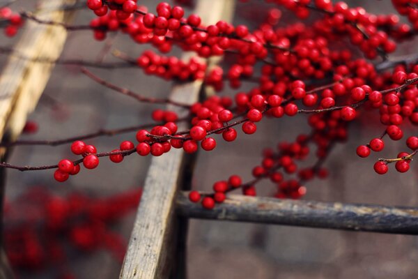 Delicious fruits of the tree