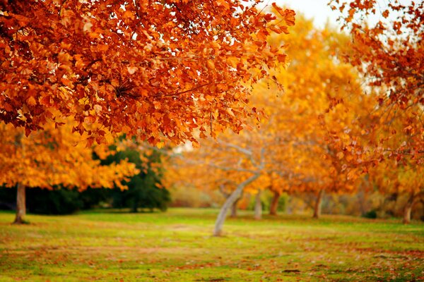 Beaux arbres d automne de couleur jaune et rouge