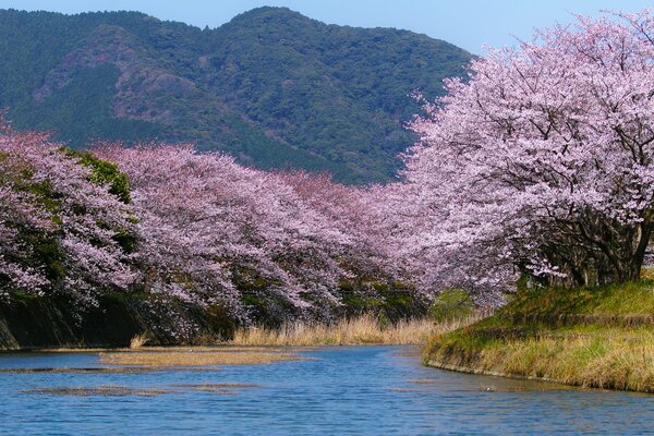 Цветение сакуры у воды на фоне гор