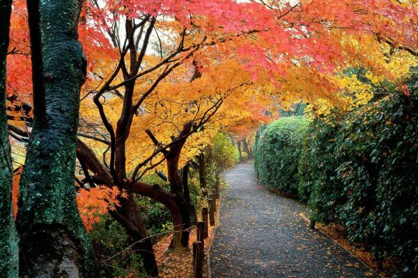 Bosque de otoño japonés. Pasarela en el parque