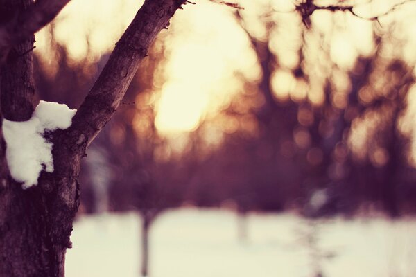 Clairière d hiver sous la neige pendant le coucher du soleil