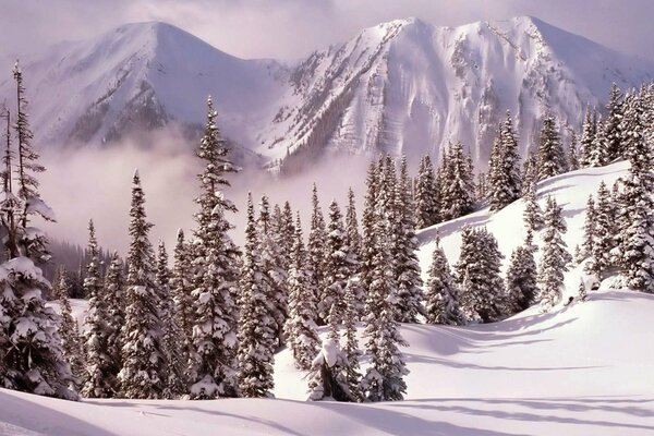 Montagnes enneigées au-dessus de la forêt d hiver