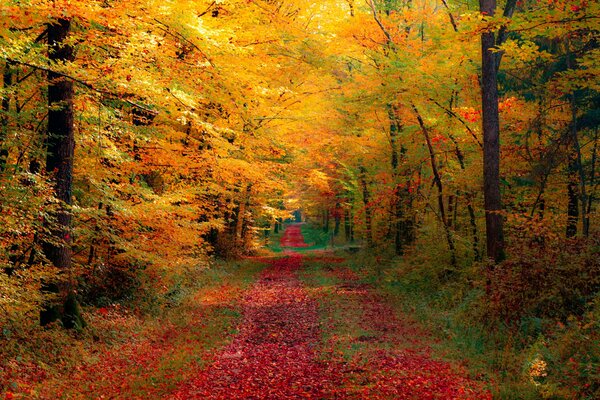 Camino en el hermoso bosque de otoño