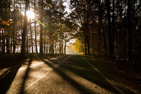 The sun s rays through the autumn foliage of trees