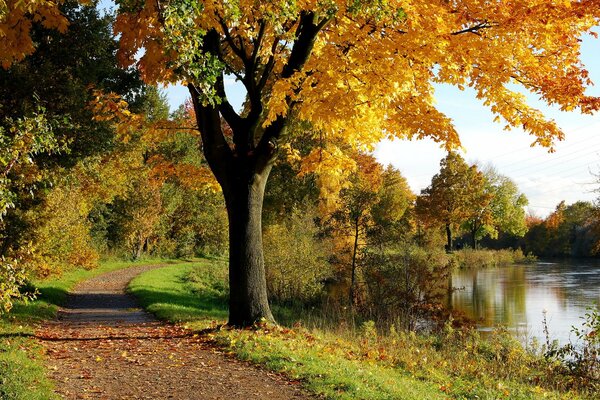 A tree with yellowed leaves by the river