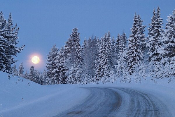 Camino de invierno en abetos cubiertos de nieve a plena Luna