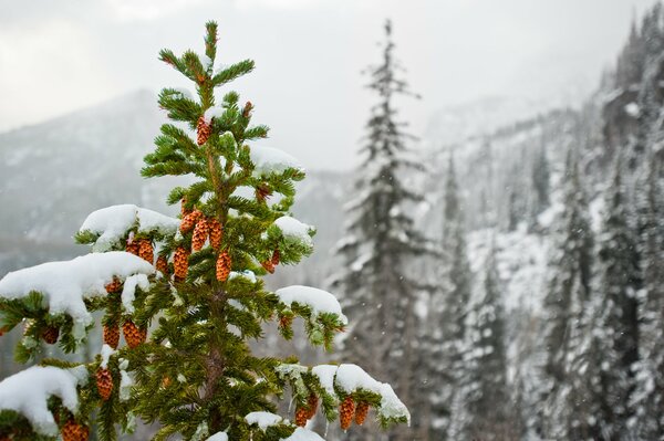Рыжие шишки на заснеженых елях в горах