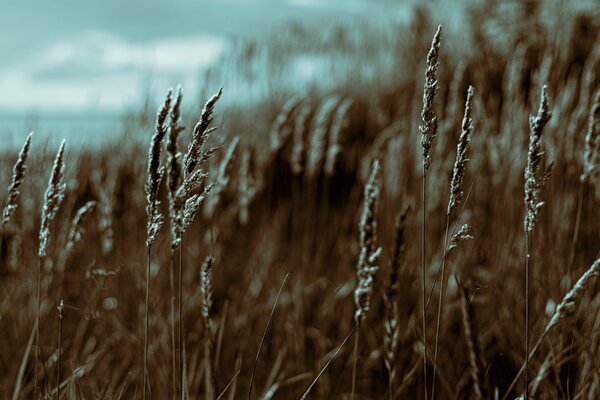 The grass is mowing in the Gulf of Finland