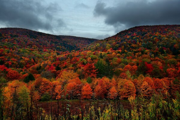 Molti alberi colorati in autunno
