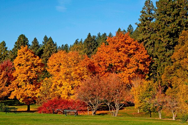 The trees are painted with different colors