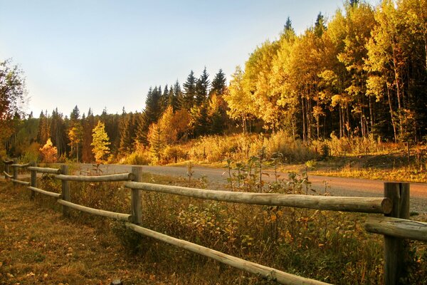 Zaun an der Straße entlang des Waldes