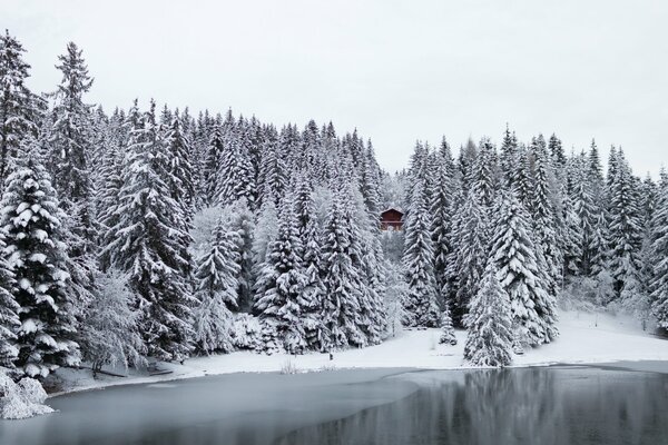 Árboles de invierno en la nieve junto al lago